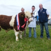 Agri Lloyd Western Club September Bull Champion 'Doocastle Ben'