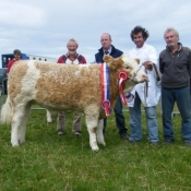 Agri Lloyd Western Club September Heifer Champion 'Knockatee Bridie'