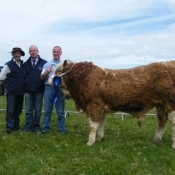 Agri Lloyd Western Club September Bull Reserve Champion 'Larragan Barry'
