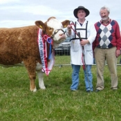 Overall Simmental Champion and Interbreed Champion 'Rathlee Andrea'