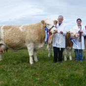 Reserve Simmental Champion 'Seepa Roxy'
