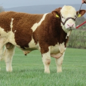 Lot 06 Towerhill Emmett