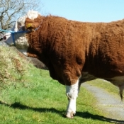 Lot 25 Highstreet Fergie