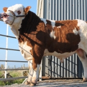 Lot 26 Rathlee Ferg