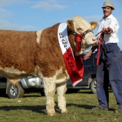 Ploughing Bull Champion 'Clonagh World Class'