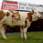 Plough 2009 Irish Farmers Journal Simmental Heifer