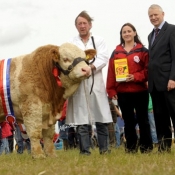 Norbrook Simmental Ploughing Bull Champion 'Curaheen Bossman' owned by David Wall