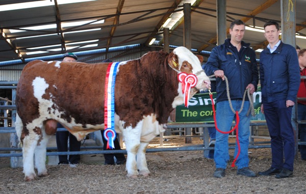 Bull Champion 'Bingfield Jagger' €3250