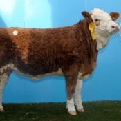 cahanagh_allegro_eur3300