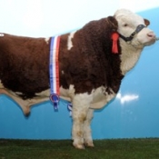 champ_shiloh_w_royal_herkules1_eur7200