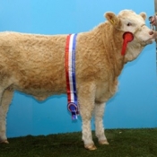 fem_champ_fearna_abbey1_eur2700