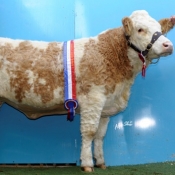 Junior Champion \'Clonguish Annabel\'