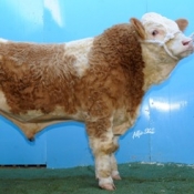 Lot 26 \'Grianan Ambasador\' €3300