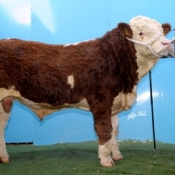 Lot 31 \'Leherd Andy\' €3900