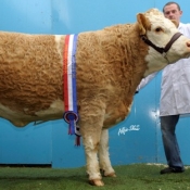 Senior Champion \'Luddenmore Willow €6200