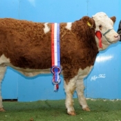 Weanling Champion \'Cruithill Bindy\' €4000