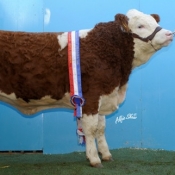 Yearling Champion \'Jennalyn Anora\' €5200