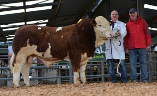'Bearna-Dhearg Duke' €6000