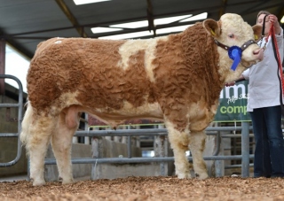 'Clonagh Dancing T' €5000