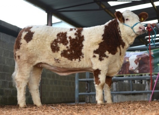 'Cruithill Dreamer' €5200