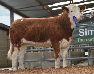 'Kilduff Duchess' €3000