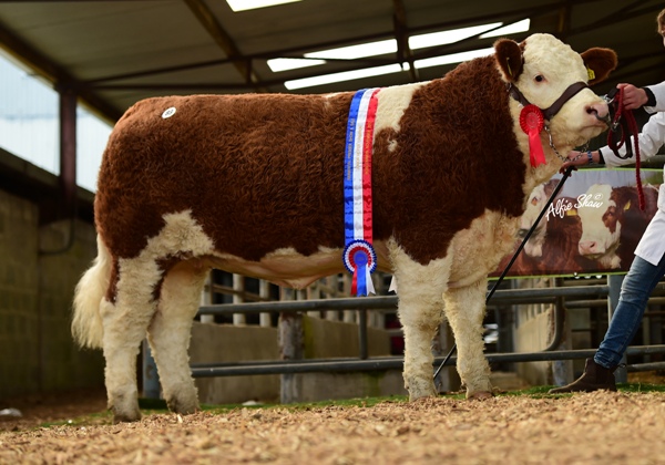 Junior Heifer Champion 'Coose Holly' €5700