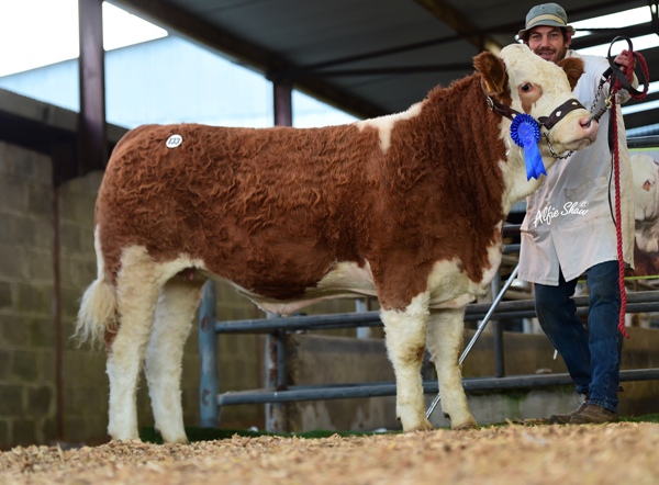 Reserve Weanling Heifer 'Jennalyn Jubilee Rose' €3900