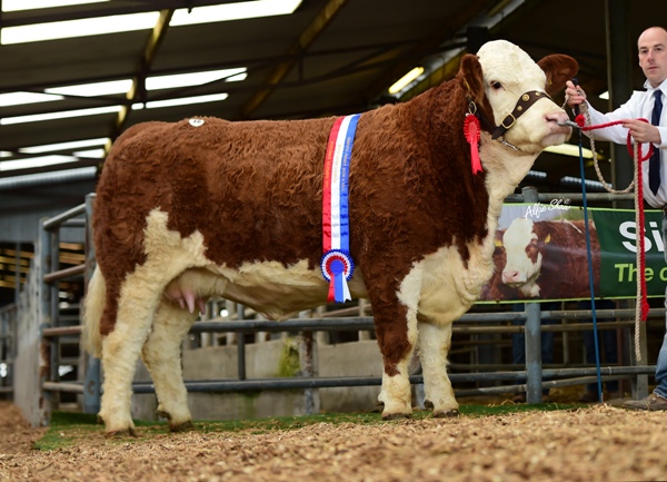 Senior Heifer Champion 'Tisaran Gemma May' €4800