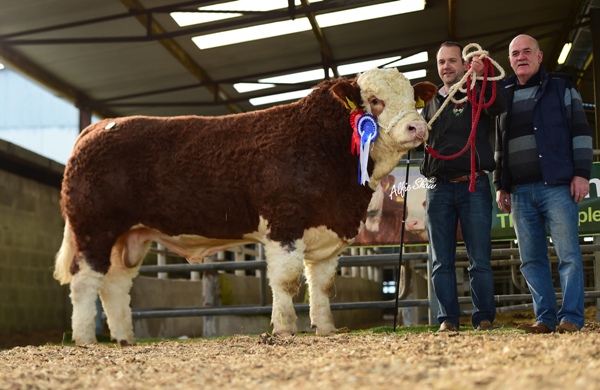 Senior Reserve Champion 'Bearna Dhearg Hugo' €3600