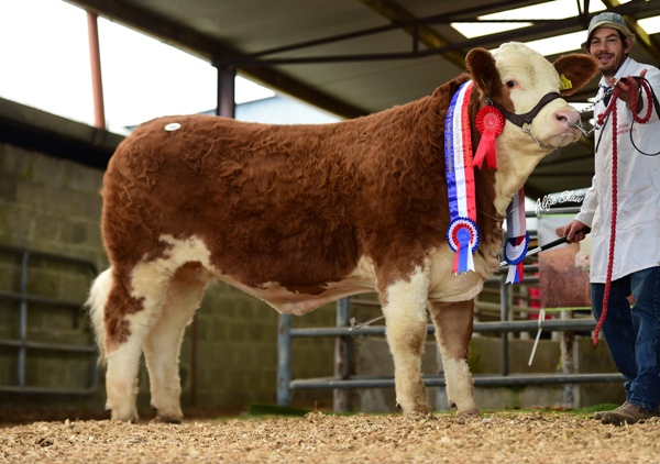 Yearling Heifer Champion 'Clonagh Honey Eyes' €12100