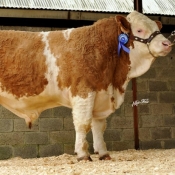 Lot 10 'Clonagh Buckarooney Truely' €6000