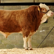 Lot 11 'Jennalyn Billy Bobby' €5300