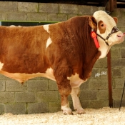 Lot 01 'Drumnagar Benjamin' €4000