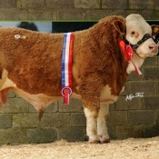Lot 22 Male Champion 'Fearna Commander' €10,000
