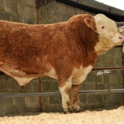 Lot 23 'Auroch Cyclone ET' €4500