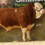 Lot 25 'Rubyjen Captan Jack' €4000