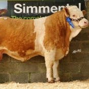 Lot 27 'Clonagh Chieftain ET' €4000