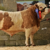 Lot 41 Reserve Male Champion 'Jennalyn Cavilier Rose' €4000