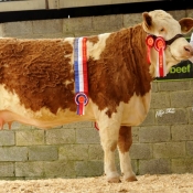 Lot 54 Female Champion 'Derrough Betty' €7000