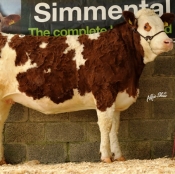 Lot 61 'Bridgemount Belle' €4000