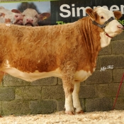 Lot 70 'Bridgemount Clona' €2600