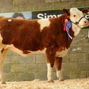 Lot 72 Reserve Female Champion 'Shiloh Claudia 11 393' €5000