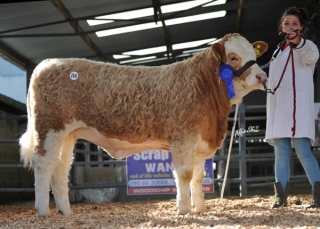 Reserve Weanling 'Rathlee Delphi' €3000