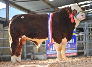 Junior Champion 'Carbery Carribbean' €4800