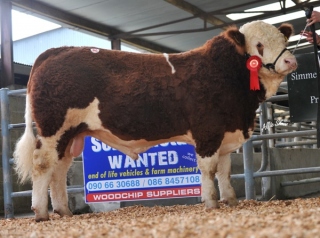 'Carrickview Danny' €4200