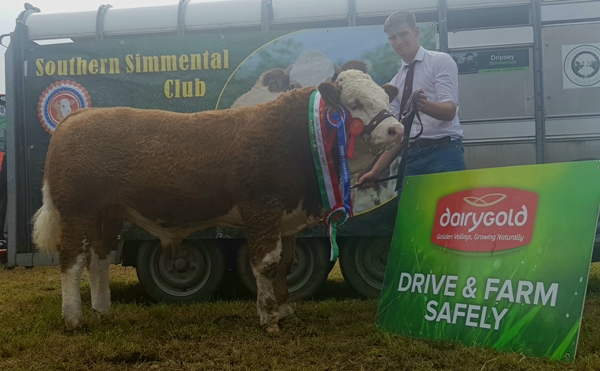Bantry 2017 Reserve Champion & Southern Senior Bull Calf Champion 'Seaview Handsome Prince'