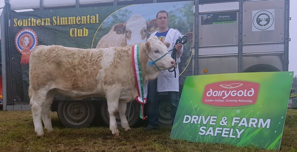 Bantry 2017 Southern Club Senior Heifer Calf Champion 'Dermody Heater 2'