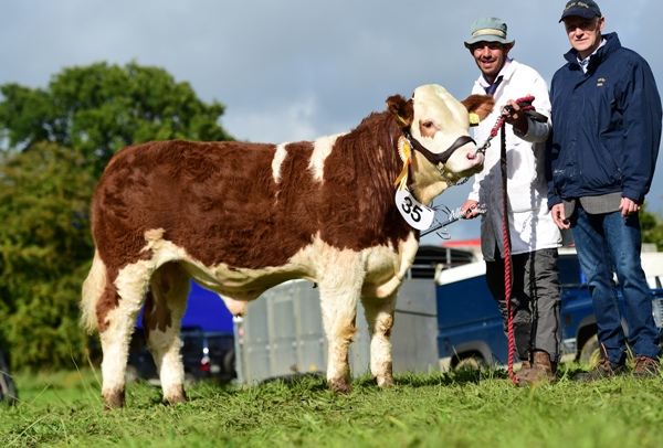 Strokestown 2017 Junior Bull Third 'Clonagh Just A Dream'