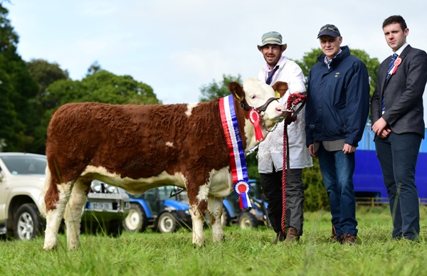 Strokestown 2017 Junior Heifer Champion 'Clonagh Jessie Girl'