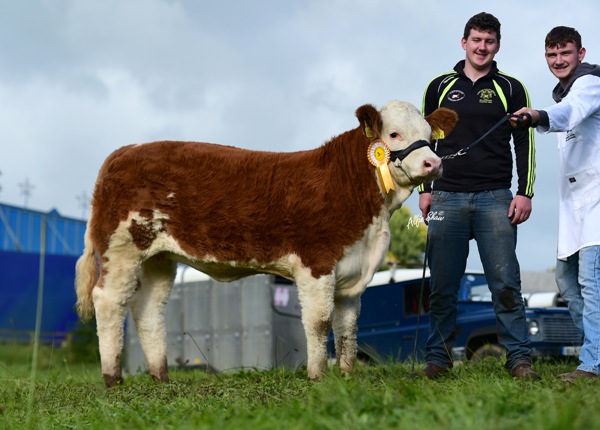 Strokestown 2017 Junior Heifer Third 'Fohera Jodie'